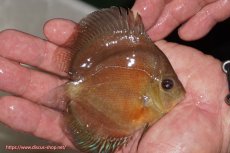 画像2: 【決算セール クーポンご利用で更に10％OFF対象商品】【ディスカス】【通販】【限定特価商品】【激紅必至　証明書付き】紅月改（ウルトラグレード朱月♂×ウルトラグレード紅月♀）【個体販売】10-11cm（生体）B-HOUSE 倉津氏作出 (2)