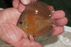 画像1: 【決算セール クーポンご利用で更に10％OFF対象商品】【ディスカス】【通販】【限定特価商品】【激紅必至　証明書付き】紅月改（ウルトラグレード朱月♂×ウルトラグレード紅月♀）【個体販売】10-11cm（生体）B-HOUSE 倉津氏作出 (1)