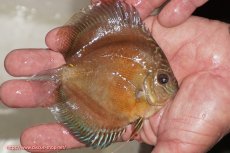 画像2: 【決算セール クーポンご利用で更に10％OFF対象商品】【ディスカス】【通販】【限定特価商品】【激紅必至　証明書付き】紅月改（ウルトラグレード朱月♂×ウルトラグレード紅月♀）【個体販売】10-11cm（生体）B-HOUSE 倉津氏作出 (2)