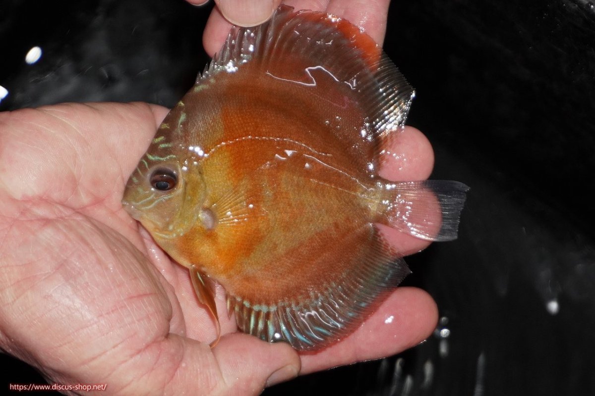 画像1: 【決算セール クーポンご利用で更に10％OFF対象商品】【ディスカス】【通販】【限定特価商品】【激紅必至　証明書付き】紅月改（ウルトラグレード朱月♂×ウルトラグレード紅月♀）【個体販売】10-11cm（生体）B-HOUSE 倉津氏作出 (1)