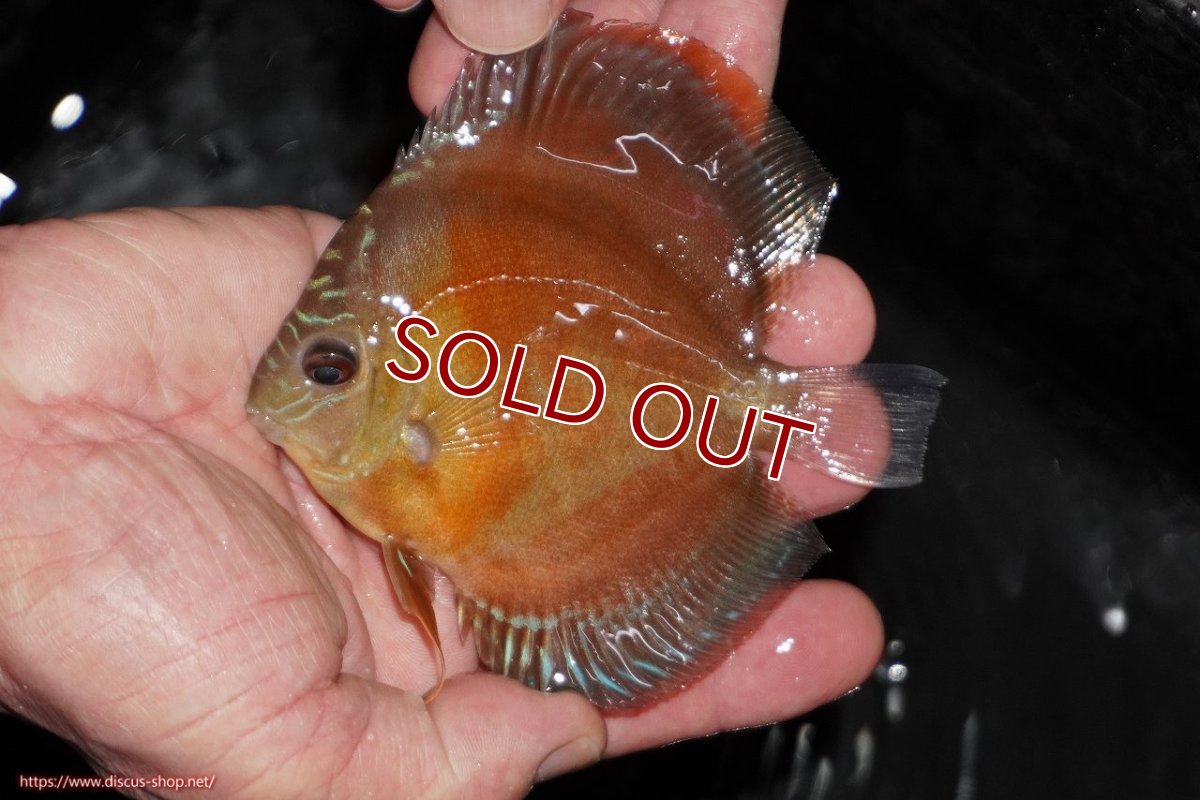 画像1: 【10%OFF対象商品30周年セール】【ディスカス】【通販】【限定特価商品】【激紅必至　証明書付き】紅月改（ウルトラグレード朱月♂×ウルトラグレード紅月♀）【個体販売】10-11cm（生体）B-HOUSE 倉津氏作出 (1)