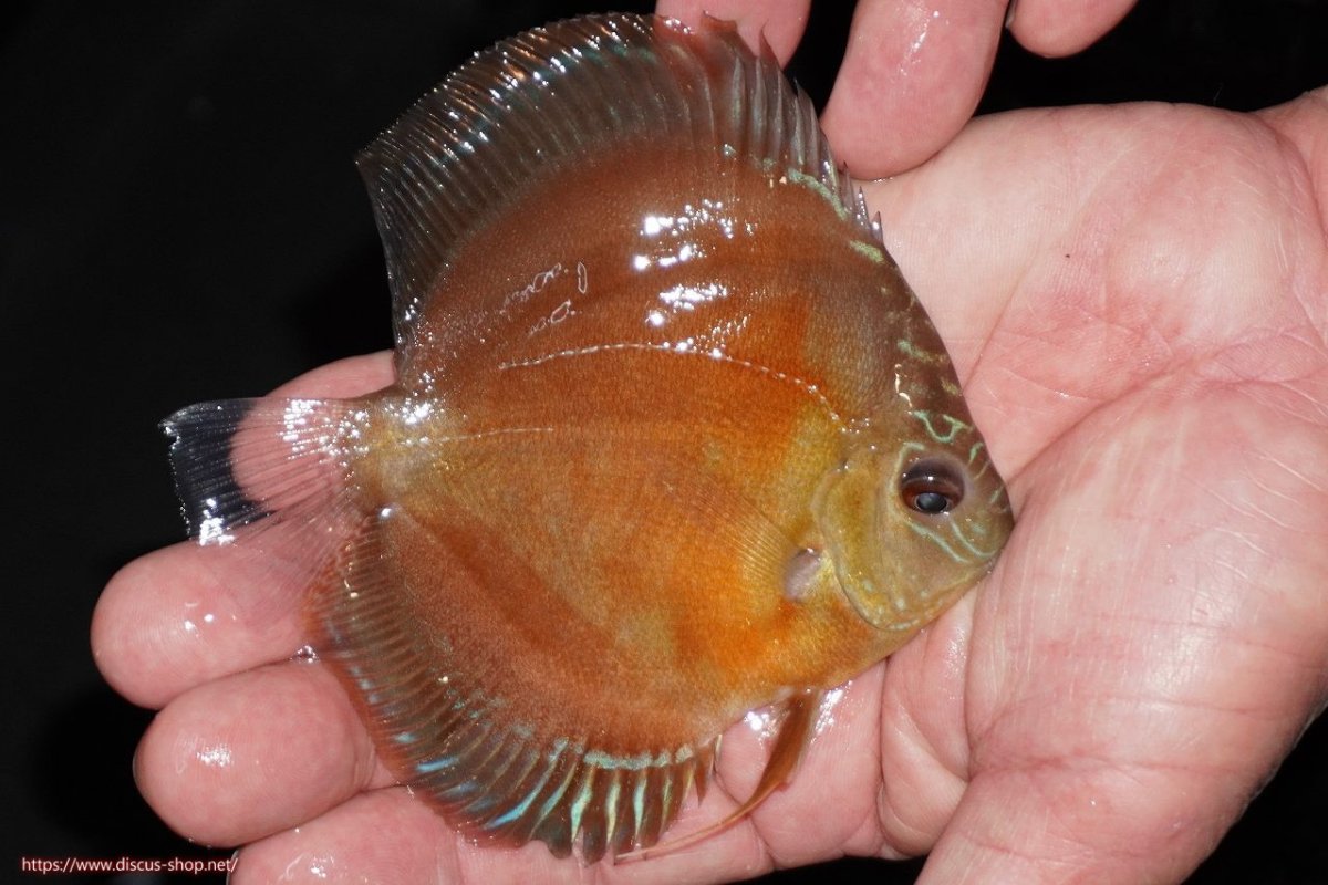 画像2: 【決算セール クーポンご利用で更に10％OFF対象商品】【ディスカス】【通販】【限定特価商品】【激紅必至　証明書付き】紅月改（ウルトラグレード朱月♂×ウルトラグレード紅月♀）【個体販売】10-11cm（生体）B-HOUSE 倉津氏作出 (2)