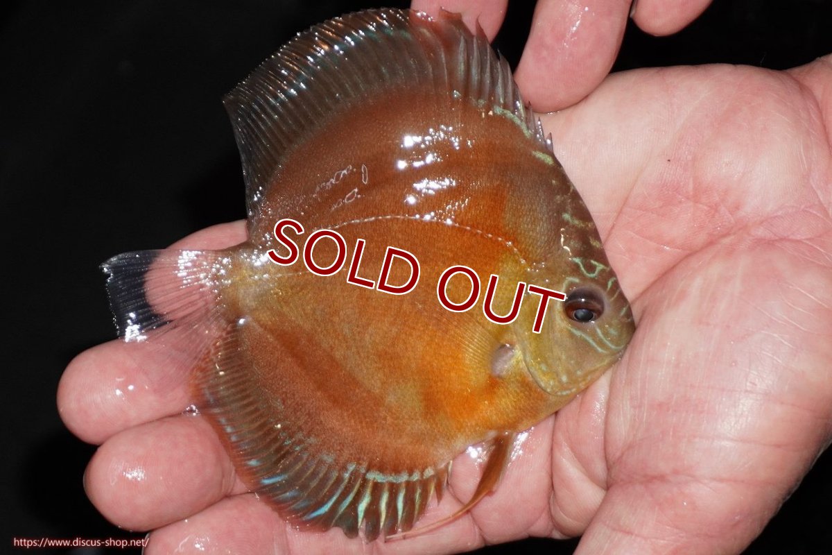 画像2: 【10%OFF対象商品30周年セール】【ディスカス】【通販】【限定特価商品】【激紅必至　証明書付き】紅月改（ウルトラグレード朱月♂×ウルトラグレード紅月♀）【個体販売】10-11cm（生体）B-HOUSE 倉津氏作出 (2)