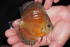 画像2: 【決算セール クーポンご利用で更に10％OFF対象商品】【ディスカス】【通販】【限定特価商品】【激紅必至　証明書付き】紅月改（ウルトラグレード朱月♂×ウルトラグレード紅月♀）【個体販売】10-11cm（生体）B-HOUSE 倉津氏作出 (2)