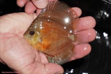 画像1: 【決算セール クーポンご利用で更に10％OFF対象商品】【ディスカス】【通販】【限定特価商品】【激紅必至　証明書付き】紅月改（ウルトラグレード朱月♂×ウルトラグレード紅月♀）【個体販売】10-11cm（生体）B-HOUSE 倉津氏作出 (1)