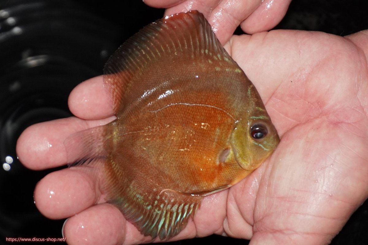 画像2: 【決算セール クーポンご利用で更に10％OFF対象商品】【ディスカス】【通販】【限定特価商品】【激紅必至　証明書付き】紅月改（ウルトラグレード朱月♂×ウルトラグレード紅月♀）【個体販売】10-11cm（生体）B-HOUSE 倉津氏作出 (2)