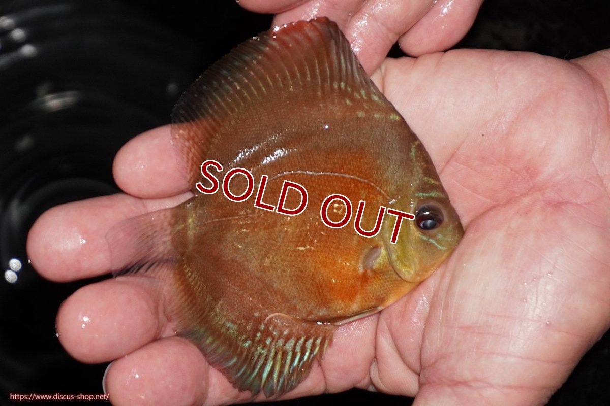画像2: 【10%OFF対象商品30周年セール】【ディスカス】【通販】【限定特価商品】【激紅必至　証明書付き】紅月改（ウルトラグレード朱月♂×ウルトラグレード紅月♀）【個体販売】10-11cm（生体）B-HOUSE 倉津氏作出 (2)