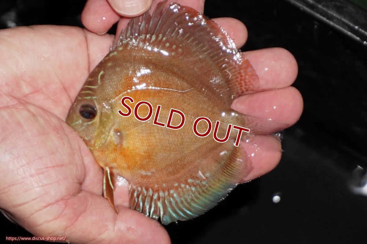 画像1: 【10%OFF対象商品30周年セール】【ディスカス】【通販】【限定特価商品】【激紅必至　証明書付き】紅月改（ウルトラグレード朱月♂×ウルトラグレード紅月♀）【個体販売】10-11cm（生体）B-HOUSE 倉津氏作出 (1)