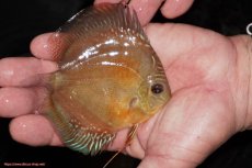 画像2: 【10%OFF対象商品30周年セール】【ディスカス】【通販】【限定特価商品】【激紅必至　証明書付き】紅月改（ウルトラグレード朱月♂×ウルトラグレード紅月♀）【個体販売】10-11cm（生体）B-HOUSE 倉津氏作出 (2)