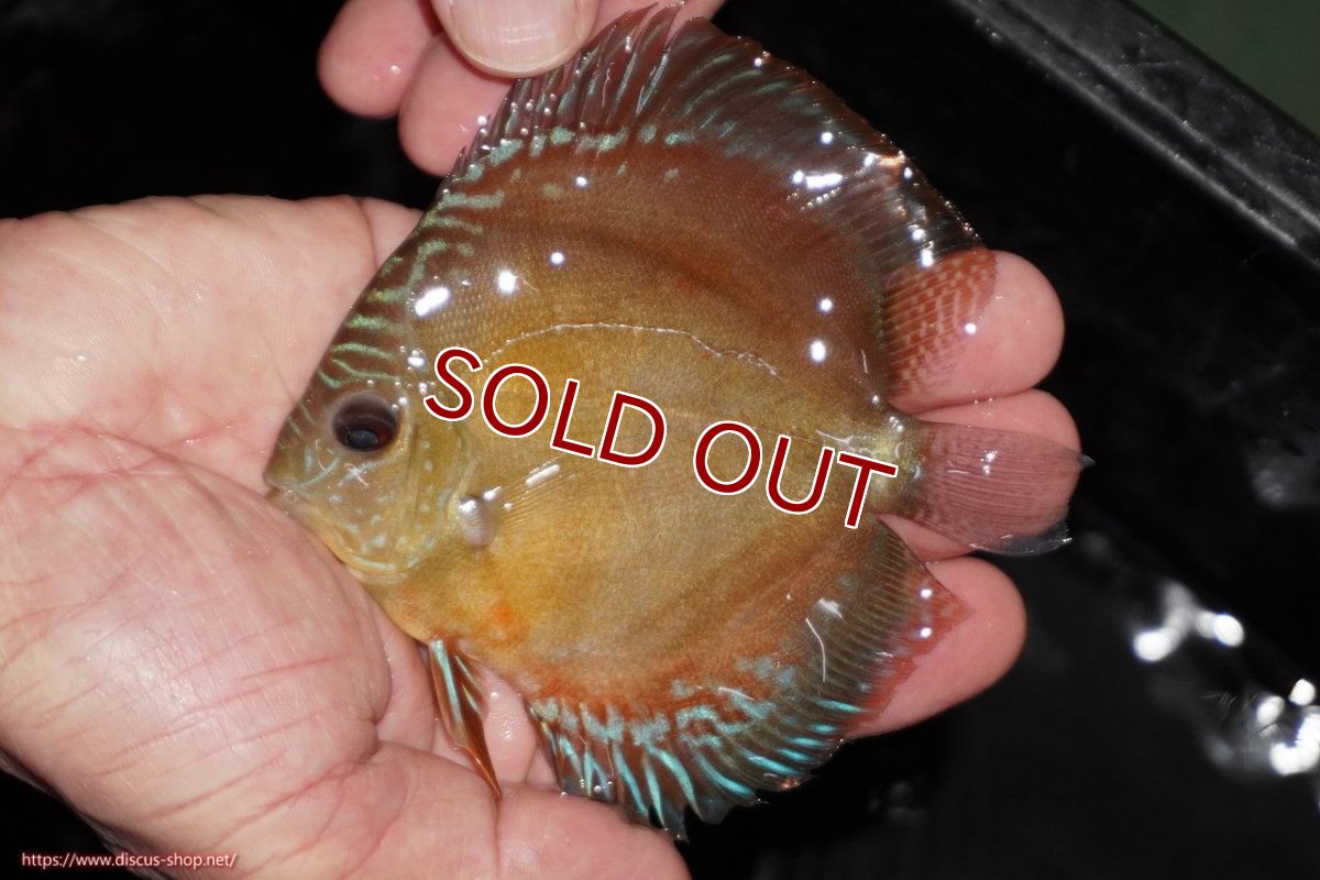 画像1: 【ディスカス】【通販】【限定特価商品】【激紅必至　証明書付き】紅月改（ウルトラグレード朱月♂×ウルトラグレード紅月♀）【個体販売】10-11cm（生体）B-HOUSE 倉津氏作出 (1)