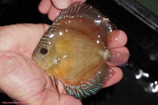 画像1: 【決算セール クーポンご利用で更に10％OFF対象商品】【ディスカス】【通販】【限定特価商品】【激紅必至　証明書付き】紅月改（ウルトラグレード朱月♂×ウルトラグレード紅月♀）【個体販売】10-11cm（生体）B-HOUSE 倉津氏作出 (1)