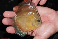 画像2: 【決算セール クーポンご利用で更に10％OFF対象商品】【ディスカス】【通販】【限定特価商品】【激紅必至　証明書付き】紅月改（ウルトラグレード朱月♂×ウルトラグレード紅月♀）【個体販売】10-11cm（生体）B-HOUSE 倉津氏作出 (2)