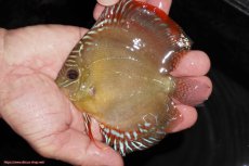 画像1: 【決算セール クーポンご利用で更に10％OFF対象商品】【ディスカス】【通販】【限定特価商品】【激紅必至　証明書付き】紅月改（ウルトラグレード朱月♂×ウルトラグレード紅月♀）【個体販売】10-11cm（生体）B-HOUSE 倉津氏作出 (1)