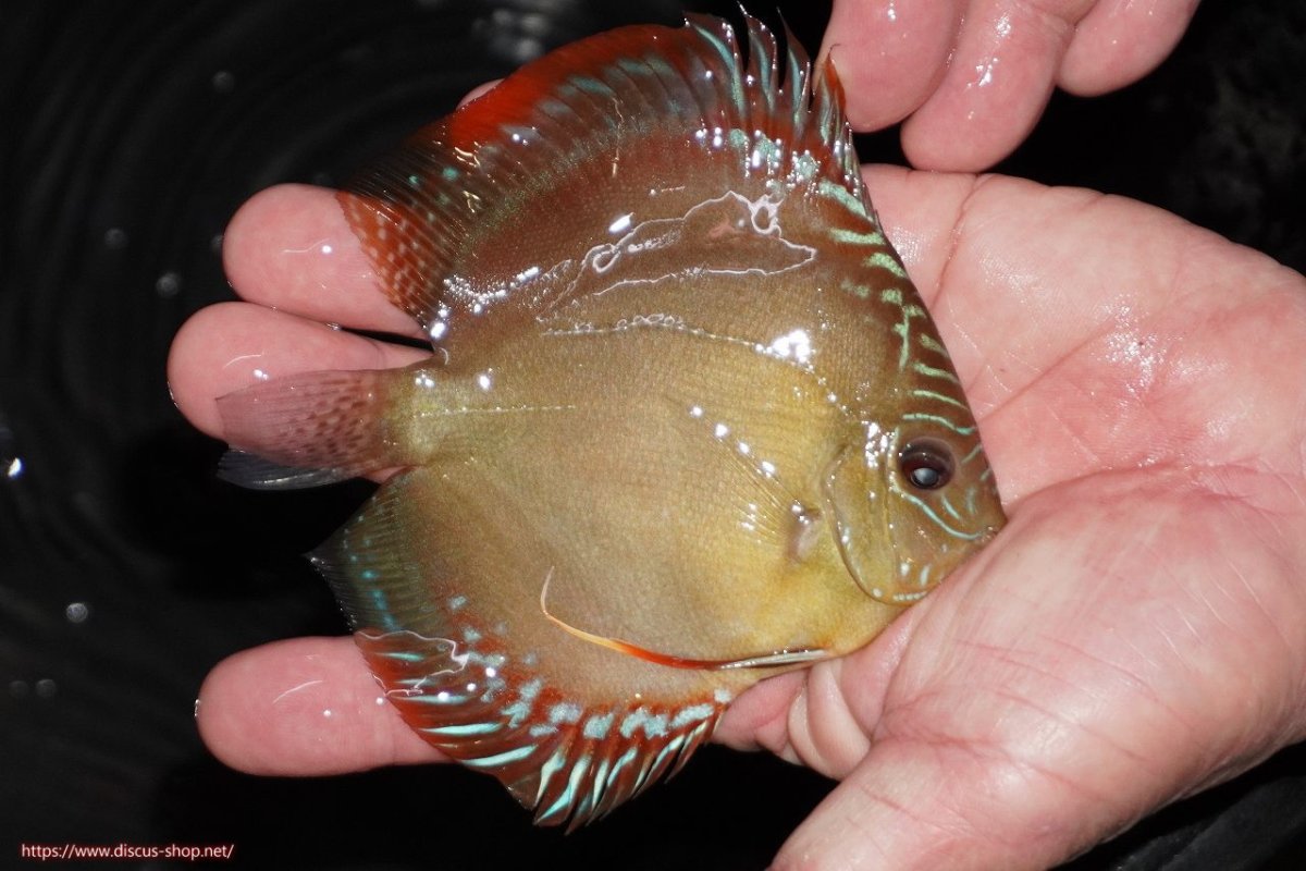 画像2: 【決算セール クーポンご利用で更に10％OFF対象商品】【ディスカス】【通販】【限定特価商品】【激紅必至　証明書付き】紅月改（ウルトラグレード朱月♂×ウルトラグレード紅月♀）【個体販売】10-11cm（生体）B-HOUSE 倉津氏作出 (2)