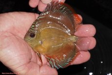 画像1: 【決算セール クーポンご利用で更に10％OFF対象商品】【ディスカス】【通販】【限定特価商品】【激紅必至　証明書付き】紅月改（ウルトラグレード朱月♂×ウルトラグレード紅月♀）【個体販売】10-11cm（生体）B-HOUSE 倉津氏作出 (1)