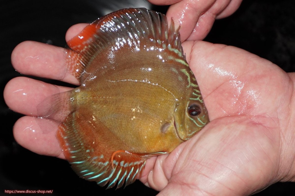 画像2: 【決算セール クーポンご利用で更に10％OFF対象商品】【ディスカス】【通販】【限定特価商品】【激紅必至　証明書付き】紅月改（ウルトラグレード朱月♂×ウルトラグレード紅月♀）【個体販売】10-11cm（生体）B-HOUSE 倉津氏作出 (2)