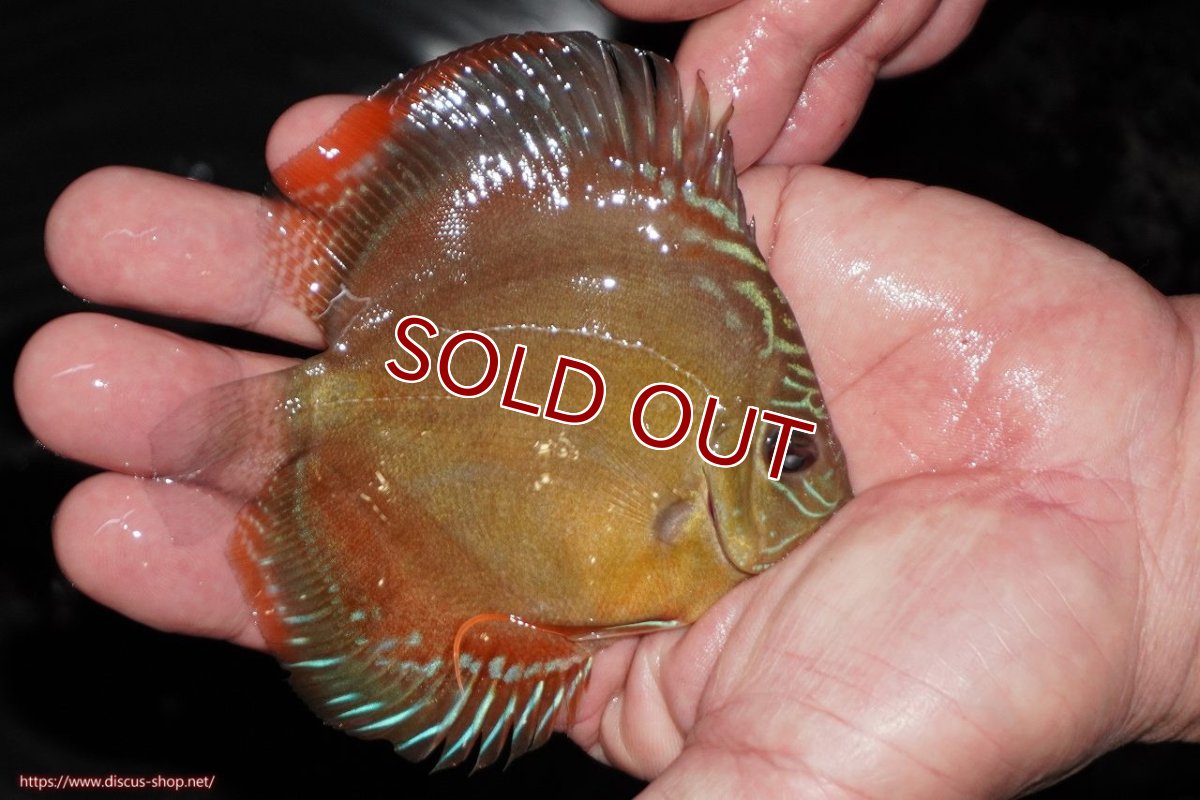 画像2: 【ディスカス】【通販】【限定特価商品】【激紅必至　証明書付き】紅月改（ウルトラグレード朱月♂×ウルトラグレード紅月♀）【個体販売】10-11cm（生体）B-HOUSE 倉津氏作出 (2)
