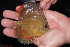 画像2: 【決算セール クーポンご利用で更に10％OFF対象商品】【ディスカス】【通販】【限定特価商品】【激紅必至　証明書付き】紅月改（ウルトラグレード朱月♂×ウルトラグレード紅月♀）【個体販売】10-11cm（生体）B-HOUSE 倉津氏作出 (2)