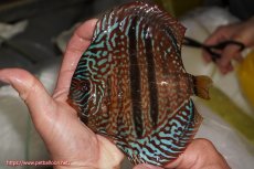 画像1: 【決算セール クーポンご利用で更に10％OFF対象商品】【ディスカス】【通販】ロイヤルレッドターコイズヘッケルクロス【個体販売】15-16cm（生体）マレーシア　KLディスカスファーム (1)