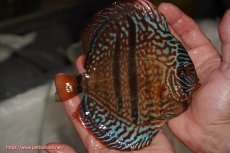 画像2: 【決算セール クーポンご利用で更に10％OFF対象商品】【ディスカス】【通販】ロイヤルレッドターコイズヘッケルクロス【個体販売】15-16cm（生体）マレーシア　KLディスカスファーム (2)