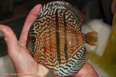 画像1: 【決算セール クーポンご利用で更に10％OFF対象商品】【ディスカス】【通販】ロイヤルレッドターコイズヘッケルクロス【個体販売】15-16cm（生体）マレーシア　KLディスカスファーム (1)