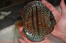 画像2: 【決算セール クーポンご利用で更に10％OFF対象商品】【ディスカス】【通販】ロイヤルレッドターコイズヘッケルクロス【個体販売】15-16cm（生体）マレーシア　KLディスカスファーム (2)