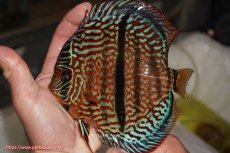 画像1: 【決算セール クーポンご利用で更に10％OFF対象商品】【ディスカス】【通販】ロイヤルレッドターコイズヘッケルクロス【個体販売】15-16cm（生体）マレーシア　KLディスカスファーム (1)