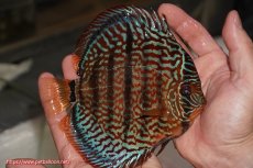 画像2: 【決算セール クーポンご利用で更に10％OFF対象商品】【ディスカス】【通販】ロイヤルレッドターコイズヘッケルクロス【個体販売】15-16cm（生体）マレーシア　KLディスカスファーム (2)