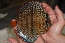 画像2: 【決算セール クーポンご利用で更に10％OFF対象商品】【ディスカス】【通販】ロイヤルレッドターコイズヘッケルクロス【個体販売】15-16cm（生体）マレーシア　KLディスカスファーム (2)