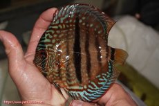 画像1: 【決算セール クーポンご利用で更に10％OFF対象商品】【ディスカス】【通販】ロイヤルレッドターコイズヘッケルクロス【個体販売】15-16cm（生体）マレーシア　KLディスカスファーム (1)