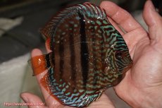 画像2: 【決算セール クーポンご利用で更に10％OFF対象商品】【ディスカス】【通販】ロイヤルレッドターコイズヘッケルクロス【個体販売】15-16cm（生体）マレーシア　KLディスカスファーム (2)