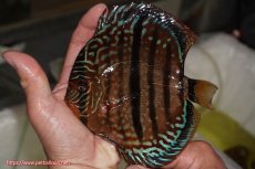 画像1: 【決算セール クーポンご利用で更に10％OFF対象商品】【ディスカス】【通販】ロイヤルレッドターコイズヘッケルクロス【個体販売】15-16cm（生体）マレーシア　KLディスカスファーム (1)