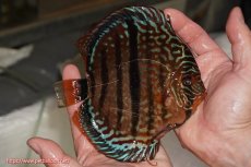 画像2: 【決算セール クーポンご利用で更に10％OFF対象商品】【ディスカス】【通販】ロイヤルレッドターコイズヘッケルクロス【個体販売】15-16cm（生体）マレーシア　KLディスカスファーム (2)