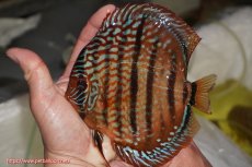 画像1: 【決算セール クーポンご利用で更に10％OFF対象商品】【ディスカス】【通販】ロイヤルレッドターコイズヘッケルクロス【個体販売】15-16cm（生体）マレーシア　KLディスカスファーム (1)