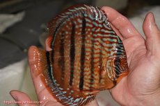 画像2: 【決算セール クーポンご利用で更に10％OFF対象商品】【ディスカス】【通販】ロイヤルレッドターコイズヘッケルクロス【個体販売】15-16cm（生体）マレーシア　KLディスカスファーム (2)