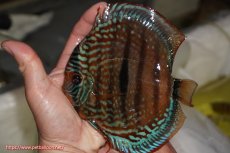 画像1: 【決算セール クーポンご利用で更に10％OFF対象商品】【ディスカス】【通販】ロイヤルレッドターコイズヘッケルクロス【個体販売】15-16cm（生体）マレーシア　KLディスカスファーム (1)