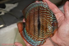 画像2: 【決算セール クーポンご利用で更に10％OFF対象商品】【ディスカス】【通販】ロイヤルレッドターコイズヘッケルクロス【個体販売】15-16cm（生体）マレーシア　KLディスカスファーム (2)