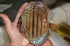 画像1: 【決算セール クーポンご利用で更に10％OFF対象商品】【ディスカス】【通販】ロイヤルレッドターコイズヘッケルクロス【個体販売】15-16cm（生体）マレーシア　KLディスカスファーム (1)