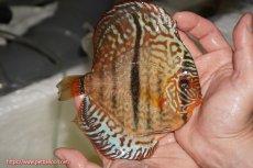 画像2: 【決算セール クーポンご利用で更に10％OFF対象商品】【ディスカス】【通販】ロイヤルレッドターコイズヘッケルクロス【個体販売】15-16cm（生体）マレーシア　KLディスカスファーム (2)