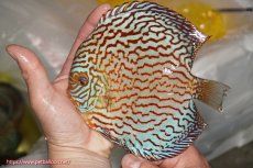 画像1: 【決算セール クーポンご利用で更に10％OFF対象商品】【ディスカス】【通販】アルタムスターライトレッドターコイズ（ハイフォーム）【個体販売】16-17cm（生体）マレーシア　NAディスカスファーム (1)