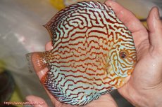 画像2: 【決算セール クーポンご利用で更に10％OFF対象商品】【ディスカス】【通販】アルタムスターライトレッドターコイズ（ハイフォーム）【個体販売】16-17cm（生体）マレーシア　NAディスカスファーム (2)