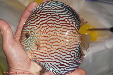 画像1: 【決算セール クーポンご利用で更に10％OFF対象商品】【ディスカス】【通販】アルタムスターライトレッドターコイズ（ハイフォーム）【個体販売】16-17cm（生体）マレーシア　NAディスカスファーム (1)