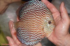 画像2: 【決算セール クーポンご利用で更に10％OFF対象商品】【ディスカス】【通販】アルタムスターライトレッドターコイズ（ハイフォーム）【個体販売】16-17cm（生体）マレーシア　NAディスカスファーム (2)