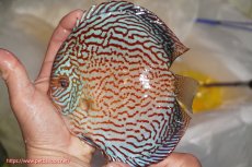 画像1: 【決算セール クーポンご利用で更に10％OFF対象商品】【ディスカス】【通販】アルタムスターライトレッドターコイズ（ハイフォーム）【個体販売】16-17cm（生体）マレーシア　NAディスカスファーム (1)