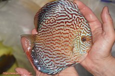 画像2: 【決算セール クーポンご利用で更に10％OFF対象商品】【ディスカス】【通販】アルタムスターライトレッドターコイズ（ハイフォーム）【個体販売】16-17cm（生体）マレーシア　NAディスカスファーム (2)