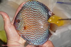 画像1: 【決算セール クーポンご利用で更に10％OFF対象商品】【ディスカス】【通販】アルタムスターライトレッドターコイズ（ハイフォーム）【個体販売】16-17cm（生体）マレーシア　NAディスカスファーム (1)