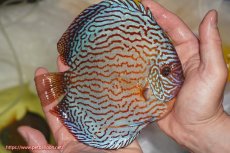 画像2: 【決算セール クーポンご利用で更に10％OFF対象商品】【ディスカス】【通販】アルタムスターライトレッドターコイズ（ハイフォーム）【個体販売】16-17cm（生体）マレーシア　NAディスカスファーム (2)