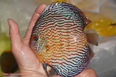 画像1: 【決算セール クーポンご利用で更に10％OFF対象商品】【ディスカス】【通販】アルタムスターライトレッドターコイズ（ハイフォーム）【個体販売】16-17cm（生体）マレーシア　NAディスカスファーム (1)