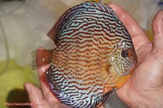 画像2: 【決算セール クーポンご利用で更に10％OFF対象商品】【ディスカス】【通販】アルタムスターライトレッドターコイズ（ハイフォーム）【個体販売】16-17cm（生体）マレーシア　NAディスカスファーム (2)