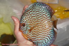 画像1: 【決算セール クーポンご利用で更に10％OFF対象商品】【ディスカス】【通販】アルタムスターライトレッドターコイズ（ハイフォーム）【個体販売】16-17cm（生体）マレーシア　NAディスカスファーム (1)